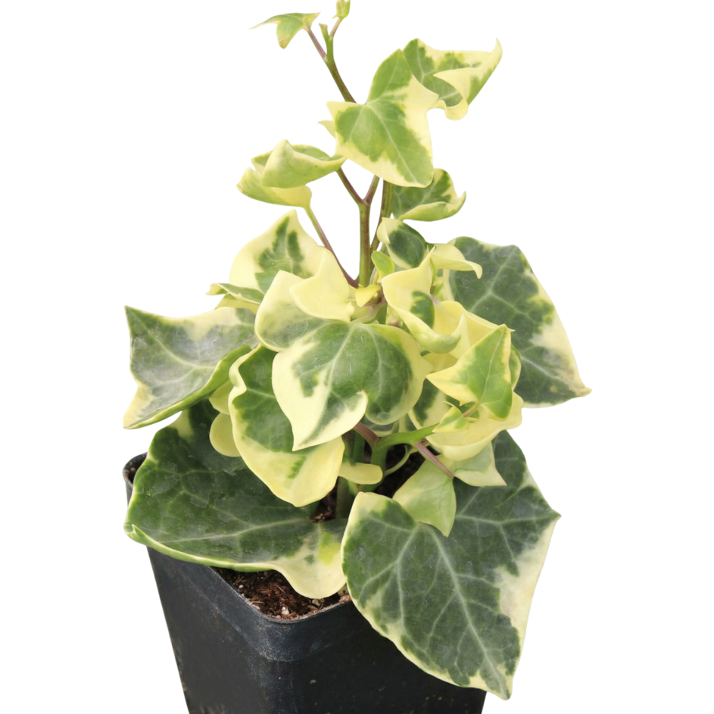 Senecio macroglossus in a plastic pot - Variegated Wax Ivy, green succulents, indoor outdoor succulents, succulent care guide, buy succulents online
