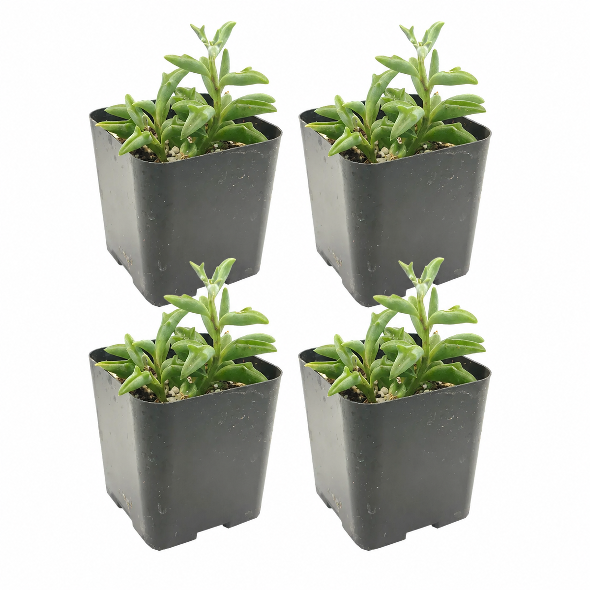 String of Dolphins 4-pack live plants for sale. These charming succulents have plump, dolphin-shaped leaves along cascading stems. Easy to grow, they prefer bright light, well-draining soil, and occasional watering.