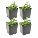 Buy an 8-pack of String of Dolphins live plants online. Each trailing plant features distinctive dolphin-shaped leaves on cascading vines. Easy to care for, they thrive in bright light, well-draining soil, and minimal watering.