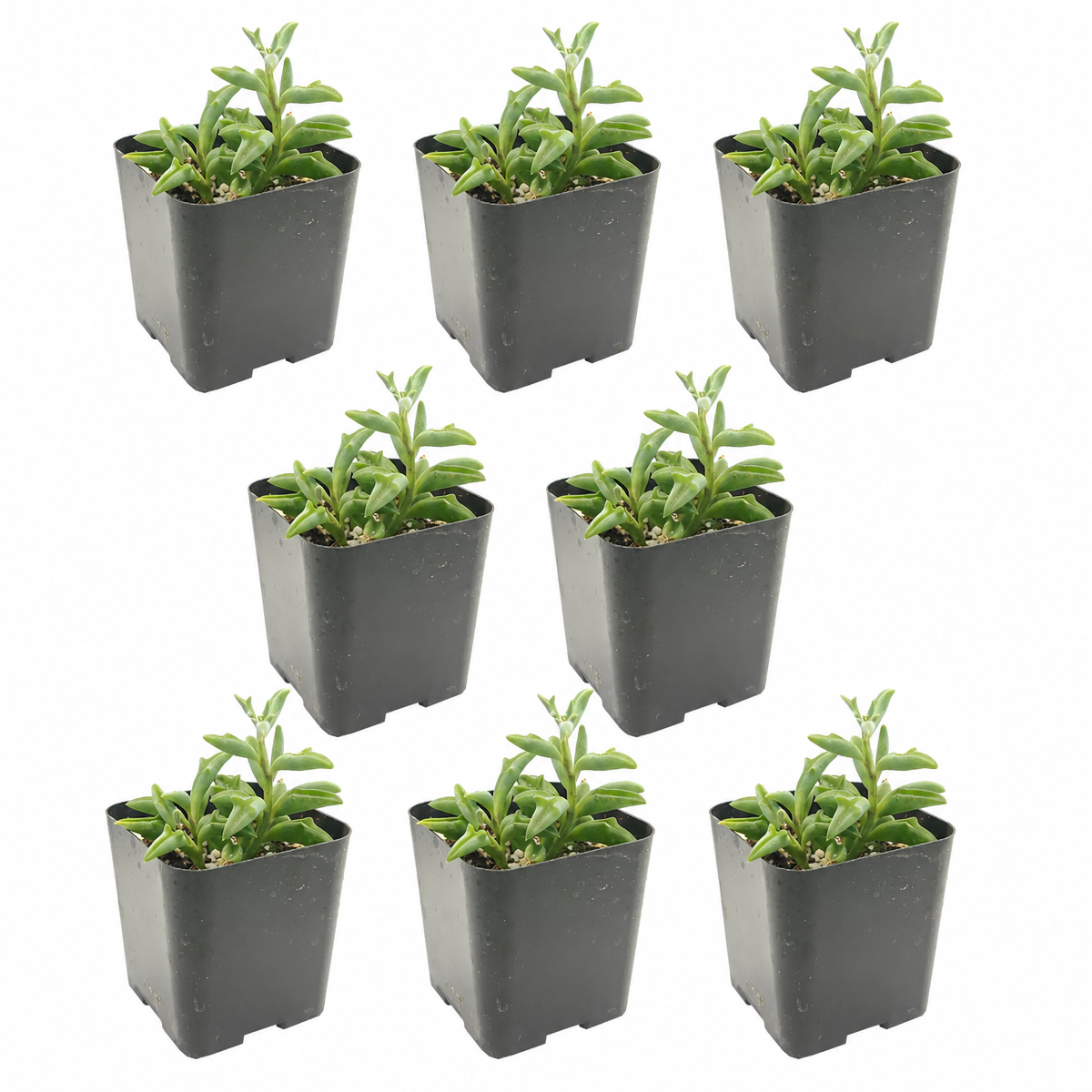 Buy an 8-pack of String of Dolphins live plants online. Each trailing plant features distinctive dolphin-shaped leaves on cascading vines. Easy to care for, they thrive in bright light, well-draining soil, and minimal watering.