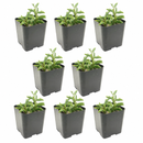 Buy an 8-pack of String of Dolphins live plants online. Each trailing plant features distinctive dolphin-shaped leaves on cascading vines. Easy to care for, they thrive in bright light, well-draining soil, and minimal watering.