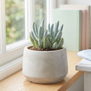8-pack of 2" live plants for sale. Pick eight favorite plants and enjoy a variety of compact plants in 2" pots. Great for plant collections, gifting, decorating small spaces, and indoor gardening.