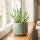 8-pack of 2" live plants for sale. Pick eight favorite plants and enjoy a variety of compact plants in 2" pots. Great for plant collections, gifting, decorating small spaces, and indoor gardening.