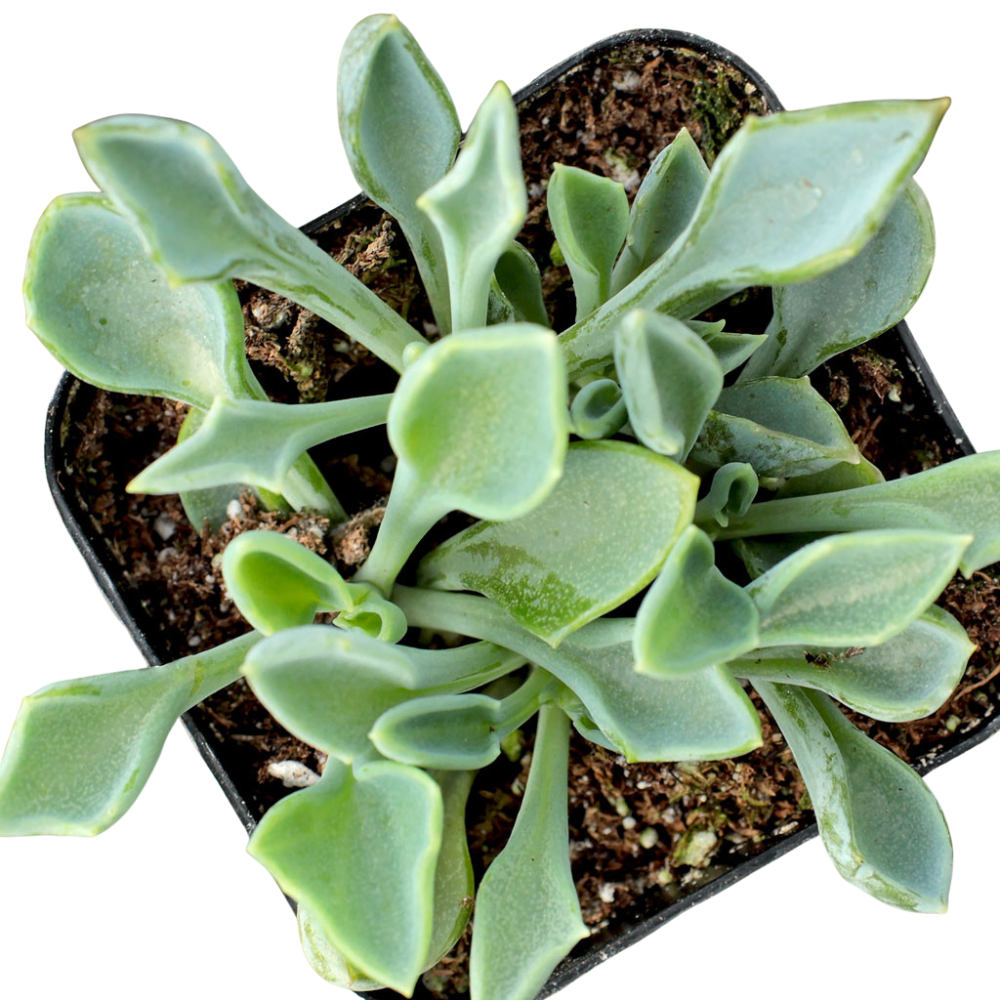 Senecio kleiniiformis, green succulents, indoor outdoor succulents, succulent care guide, buy succulents online