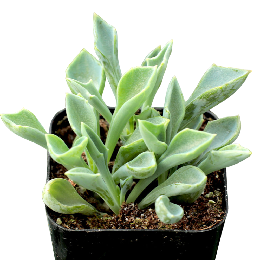 Senecio kleiniiformis - Spear Head