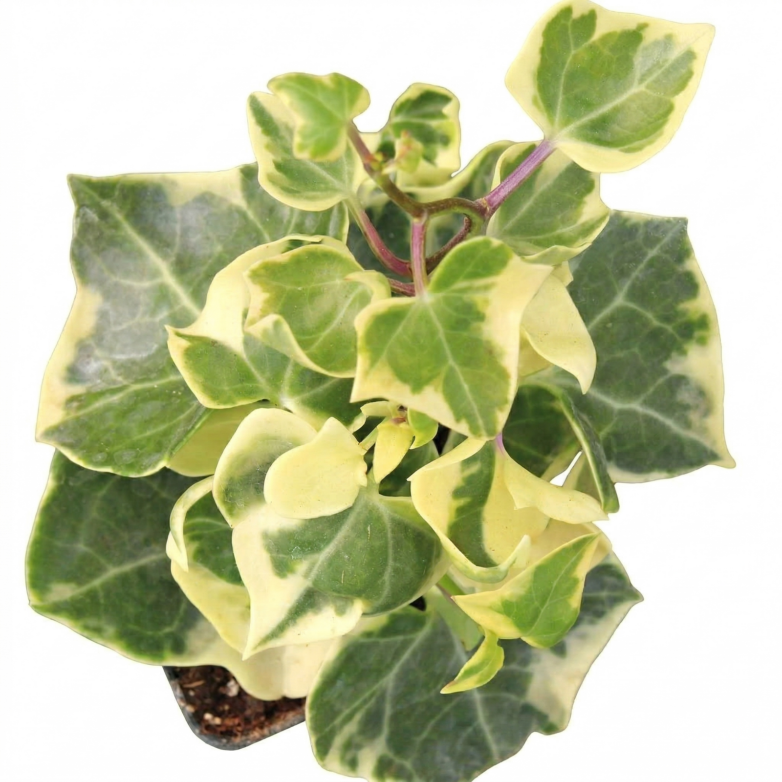 Close-up of 2 inch Senecio macroglossus - Variegated Wax Ivy, green succulents, indoor outdoor succulents, succulent care guide, buy succulents online