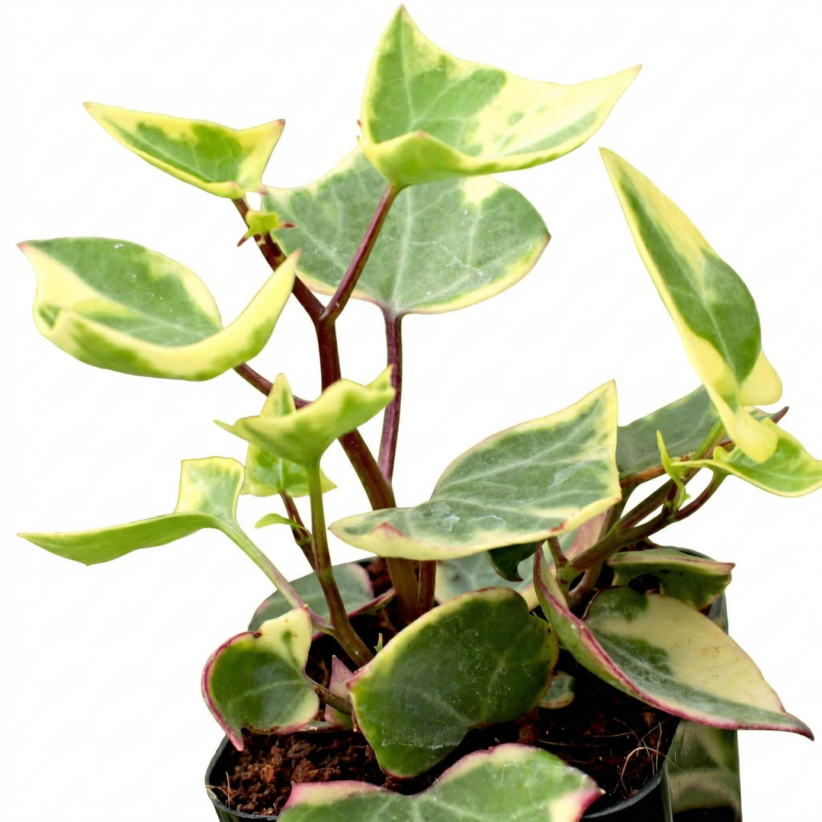 Senecio macroglossus - Variegated Wax Ivy, green succulents, indoor outdoor succulents, succulent care guide, buy succulents online
