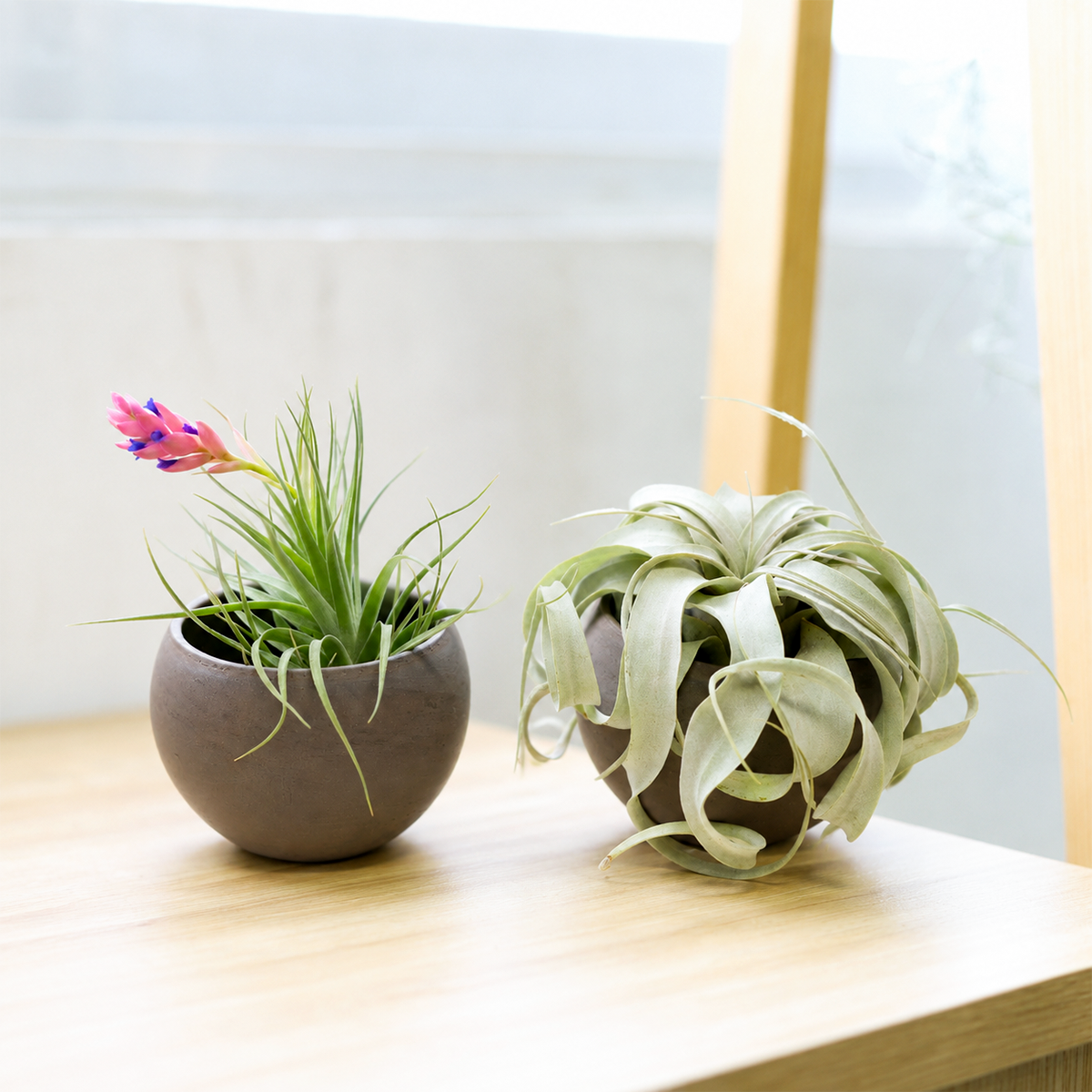 buy Set of 2 Custom Premium Tillandsia Air Plants with Charcoal Clay Containers plant online, light green curved velvety rosette and silvery curling spherical form, soft fuzzy trichome texture, compact upright and mounding growth habit, easy care soil free, bohemian desktop display, thoughtful living gift for plant lovers