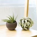 live Set of 2 Custom Premium Tillandsia Air Plants with Charcoal Clay Containers for sale, dark greenish-bronze stiff pointed leaves and silver curled rosette, smooth and trichome-coated textures, narrow rosette and spherical mounding forms, drought tolerant low maintenance, modern charcoal clay container display, unique gift set for home or office