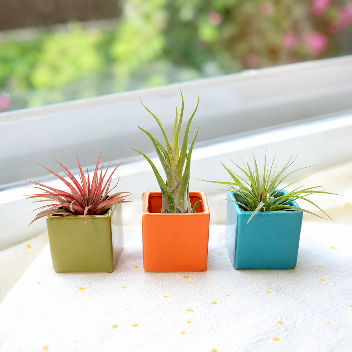 buy Set of 3 Custom Tillandsia Air Plants Brachycaulos Abdita + Caput Medusae + Stricta with Ceramic Cube Containers live air plant online, vivid green to fiery red foliage, soft velvety and twisting leaf texture, compact upright rosette form, easy care no soil needed, modern desk or side table decor, thoughtful housewarming or office gift
