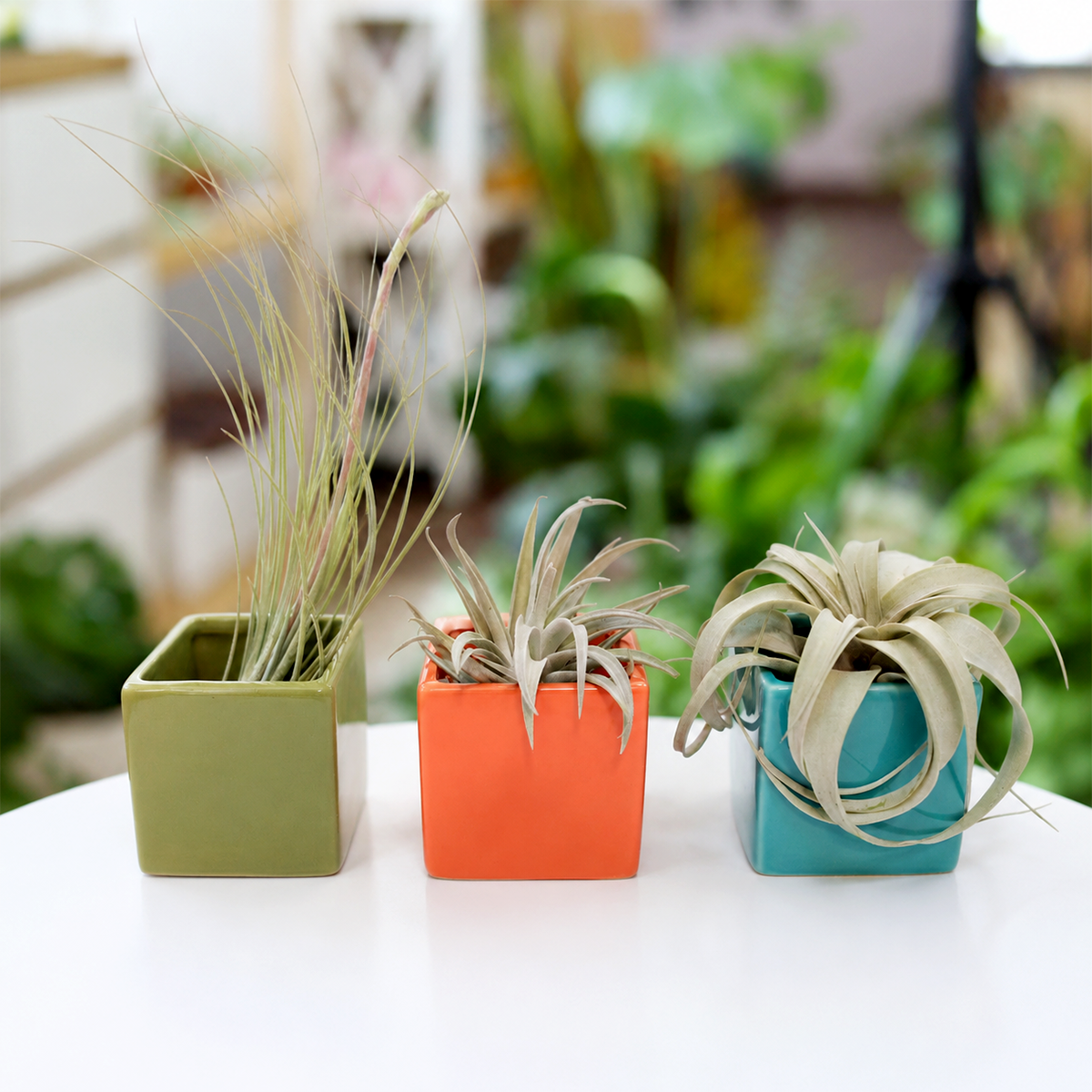 buy Set of 3 Custom Tillandsia Air Plants Juncea + Harrisii + Xerographica Mini with Ceramic Cube Containers live air plant online, silvery green curling leaves rosette form soil-free easy care plant, colorful ceramic cube display gift for desk or side table
