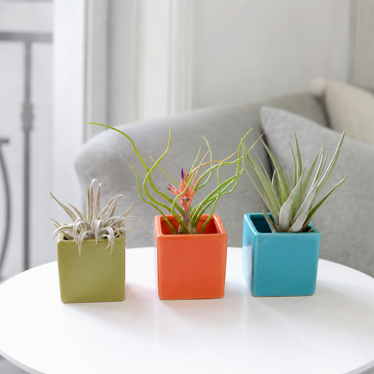 buy Set of 3 Custom Tillandsia Air Plants Harrisii + Bulbosa Belize + Fasciculata/Melanocrater with Ceramic Cube Containers live air plant online, silvery rosette leaves and curling tentacle-like foliage, contrasting geometric ceramic cubes in avocado green sky blue and naranja orange, no soil epiphytic growth form, easy care beginner friendly, modern desk or shelf decor accent, perfect housewarming or plant lover gift