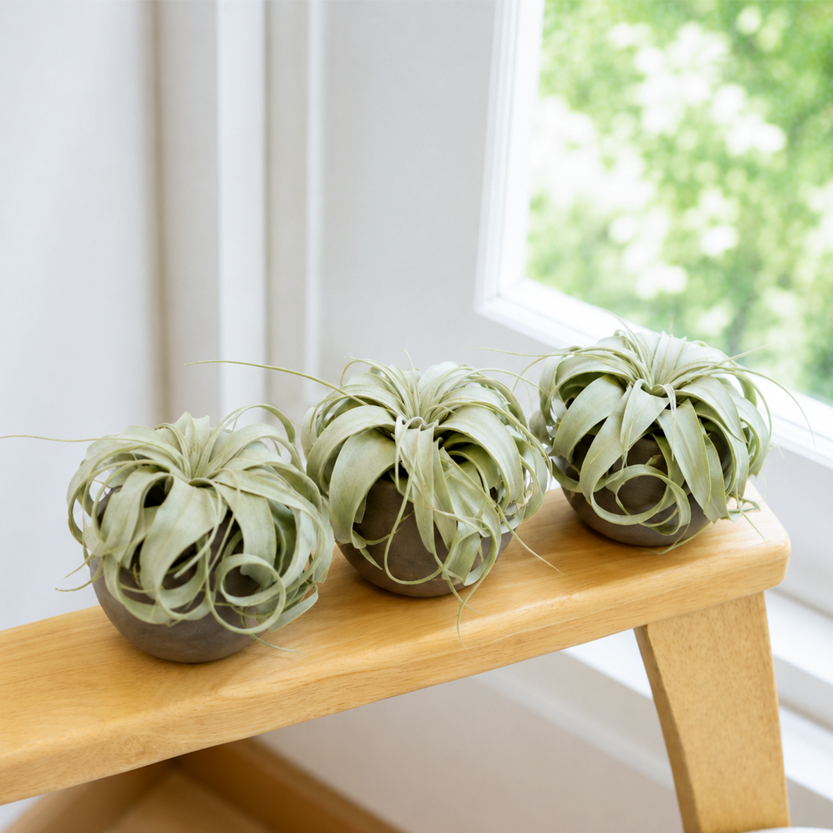 3 xerographica minis Set of 3 Premium Tillandsia Air Plants in Charcoal Clay Pots live air plant for sale, broad silvery-grey curling leaves with dense trichome coverage giving a frosted velvety texture, compact symmetrical rosette form with graceful arching foliage that curls at the tips, slow-growing xeric variety prized by collectors for its sculptural globe-like silhouette, pet friendly and non-toxic making it safe for households with cats and dogs
