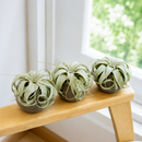 3 xerographica minis Set of 3 Premium Tillandsia Air Plants in Charcoal Clay Pots live air plant for sale, broad silvery-grey curling leaves with dense trichome coverage giving a frosted velvety texture, compact symmetrical rosette form with graceful arching foliage that curls at the tips, slow-growing xeric variety prized by collectors for its sculptural globe-like silhouette, pet friendly and non-toxic making it safe for households with cats and dogs