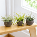 3 xerographica minis Set of 3 Premium Tillandsia Air Plants in Charcoal Clay Pots live air plant for sale, broad silvery-grey curling leaves with dense trichome coverage giving a frosted velvety texture, compact symmetrical rosette form with graceful arching foliage that curls at the tips, slow-growing xeric variety prized by collectors for its sculptural globe-like silhouette, pet friendly and non-toxic making it safe for households with cats and dogs