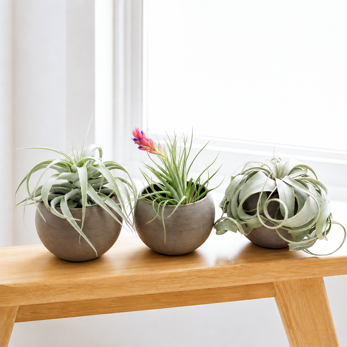 2 Assorted Premium Plants + 1 Xerographica Mini, Set of 3 Premium Tillandsia Air Plants in Charcoal Clay Pots live air plant for sale, broad silvery-grey curling leaves with dense trichome coverage giving a frosted velvety texture, compact symmetrical rosette form with graceful arching foliage that curls at the tips, slow-growing xeric variety prized by collectors for its sculptural globe-like silhouette, pet friendly and non-toxic making it safe for households with cats and dogs