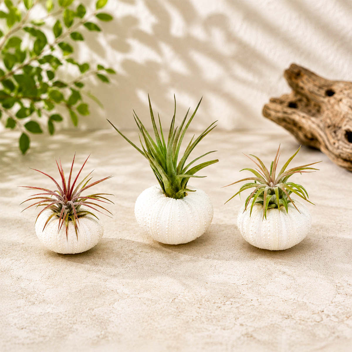 Set of 3 white Urchins with Plants for sale, decorative coastal air plant display, handcrafted sea urchin shell planters, live tillandsia air plant arrangement, beach themed home decor plants, natural white sea urchin air plant holders