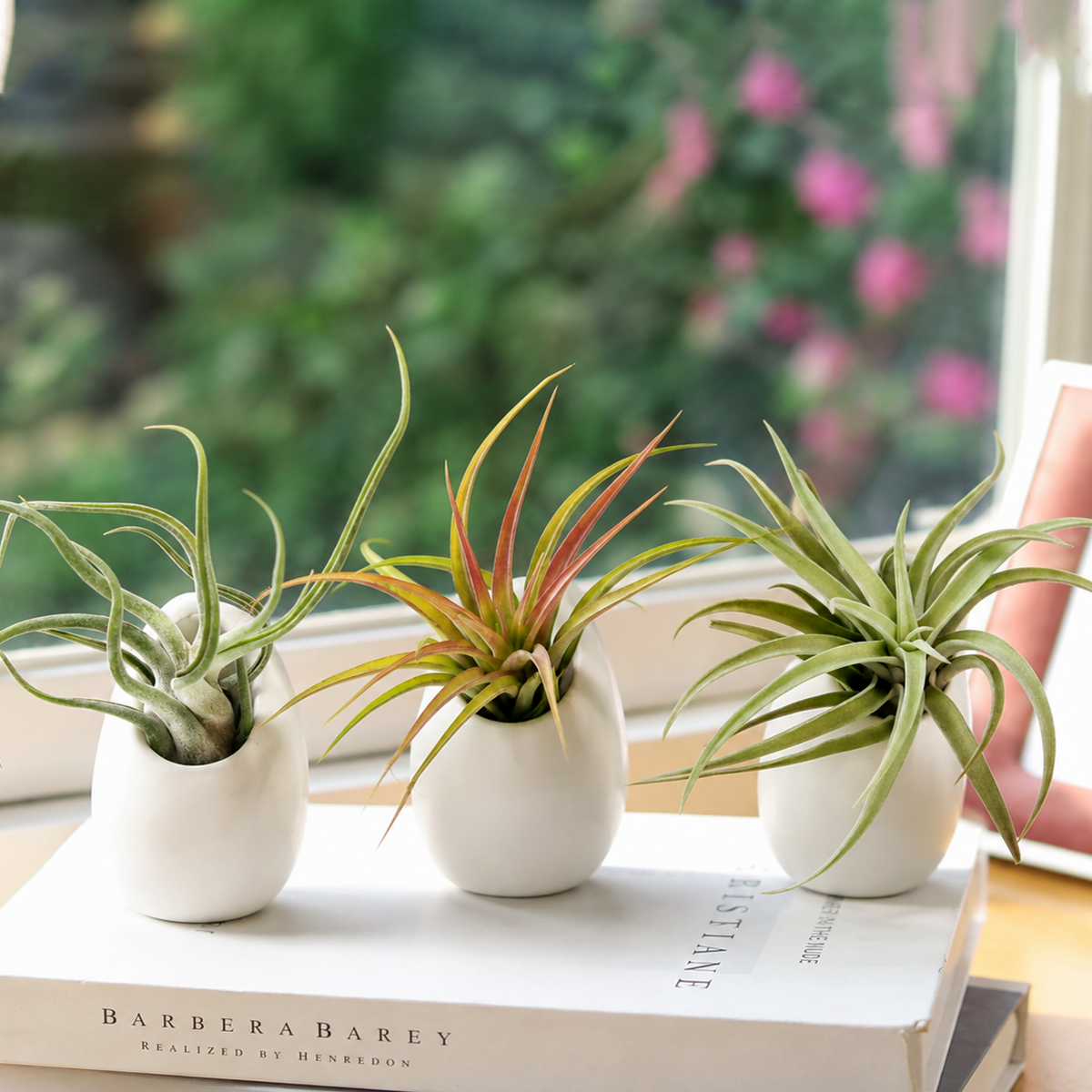 buy set of 3 premium tillandsia harrisii, sparkler and caput medusae air plants with large ivory ceramic vases online, delicate silvery-green foliage with fine wispy leaf texture, unique rosette and medusa-like growth forms, thrives under office led lighting with regular rotation for balanced development, sensitive to direct ac and heater air requiring placement near kitchen moisture sources