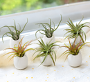buy set of 6 premium tillandsia harrisii, sparkler and caput medusae air plants with large ivory ceramic vases online, delicate silvery-green foliage with fine wispy leaf texture, unique rosette and medusa-like growth forms, thrives under office led lighting with regular rotation for balanced development, sensitive to direct ac and heater air requiring placement near kitchen moisture sources