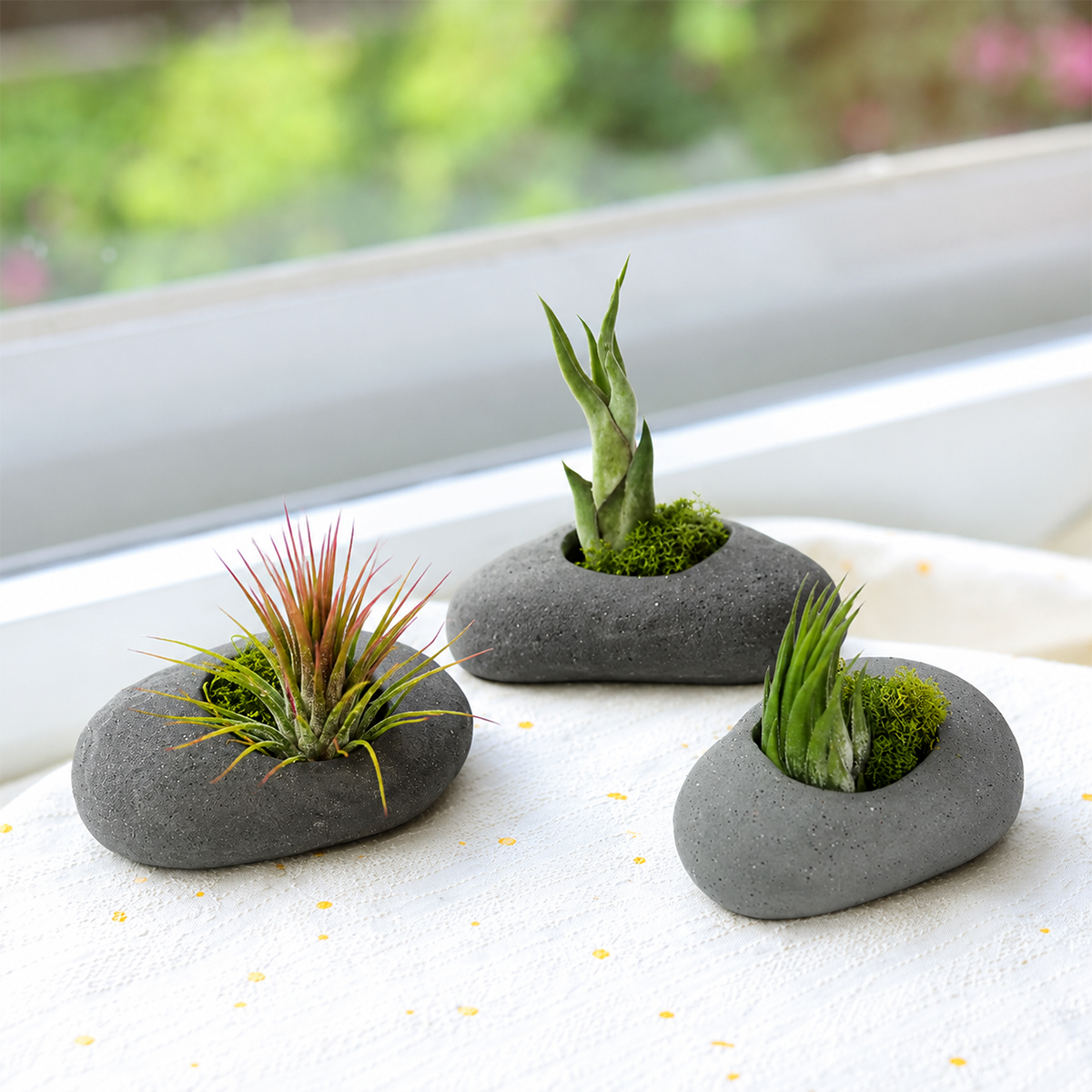 buy assorted tillandsia air plant with gray stone ceramic set 3 pack online, delicate threadlike green foliage with silvery trichomes, thrives under office led lighting conditions, rotates easily for balanced symmetrical growth, sensitive to direct air conditioning and heater drafts, perfect modern shelf accent, unique plant gift idea