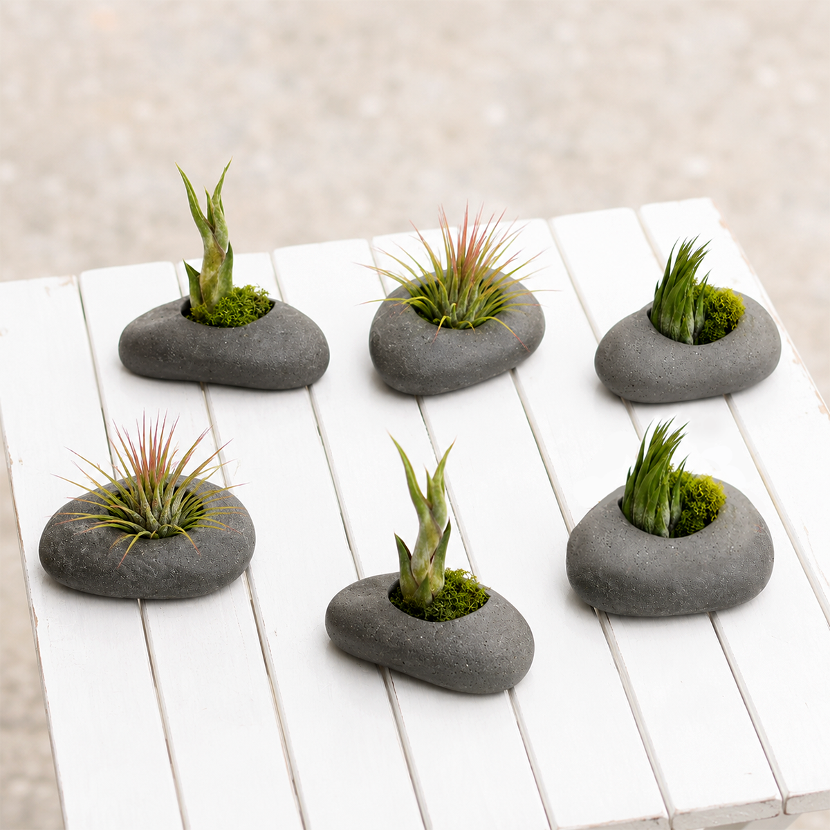buy assorted tillandsia air plant with gray stone ceramic set 6 pack online, delicate threadlike green foliage with silvery trichomes, thrives under office led lighting conditions, rotates easily for balanced symmetrical growth, sensitive to direct air conditioning and heater drafts, perfect modern shelf accent, unique plant gift idea