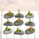 9 gray stone ceramic set live air plant for sale, fine textured gray-green leaves with natural air-absorbing capabilities, flourishes near kitchen moisture and humid environments, requires gentle rotating placement for even development, grows beautifully in plastic or clay pot styles, stunning indoor desk plant display, rare collector plant gift for air plant enthusiasts