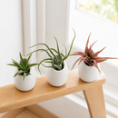 buy Set of 6 Tillandsia Red Abdita, Velutina and Caput Medusae Air Plants with Small Ivory Ceramic Vases live air plant online, vivid green to red color shift, velvety and twisted leaf textures, compact rosette and sculptural growth forms, easy care no soil needed, bohemian desk or shelf display, thoughtful nature lover gift set