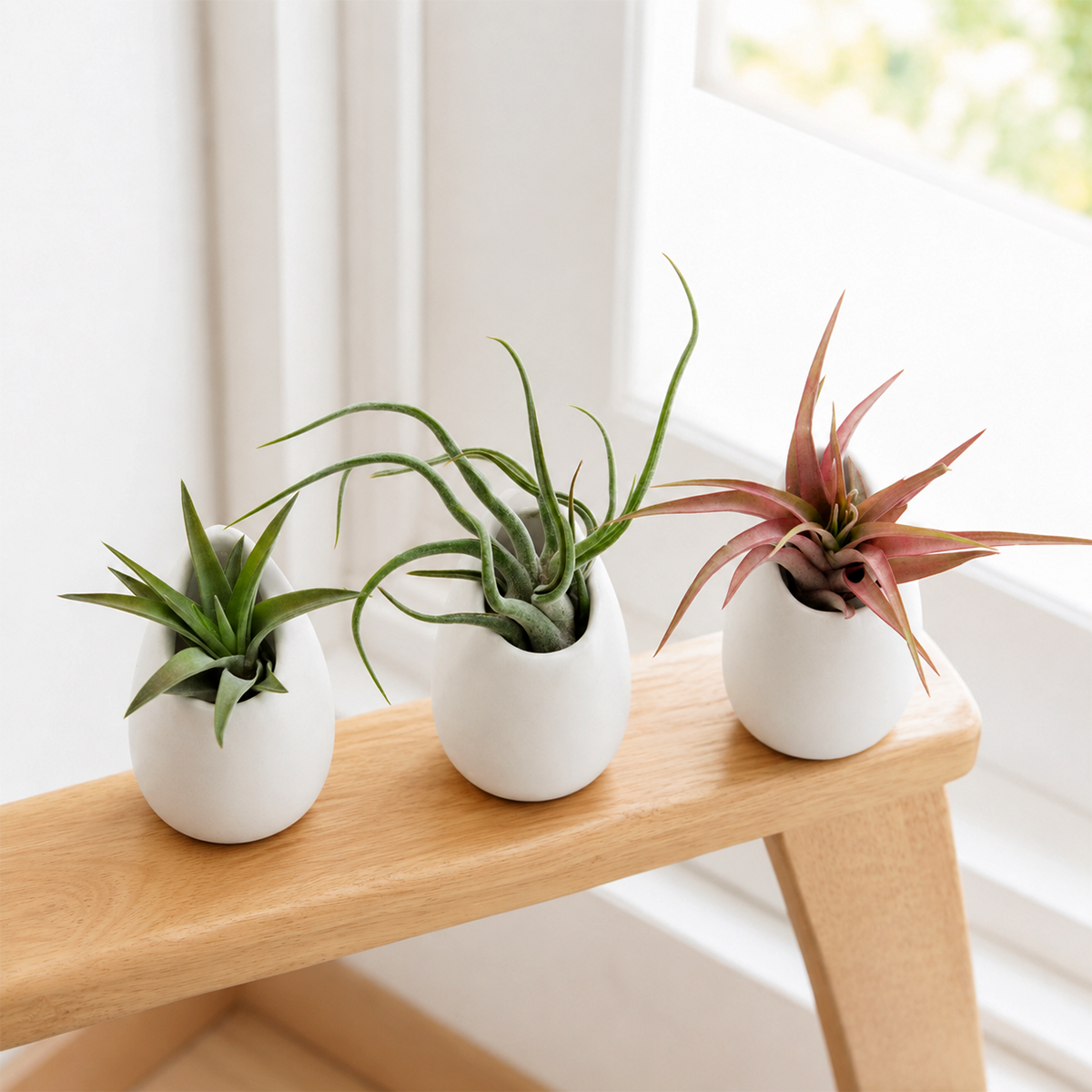 buy Set of 3 or 6 Tillandsia Red Abdita, Velutina and Caput Medusae Air Plants with Small Ivory Ceramic Vases live air plant online, vivid green to red color shift, velvety and twisted leaf textures, compact rosette and sculptural growth forms, easy care no soil needed, bohemian desk or shelf display, thoughtful nature lover gift set