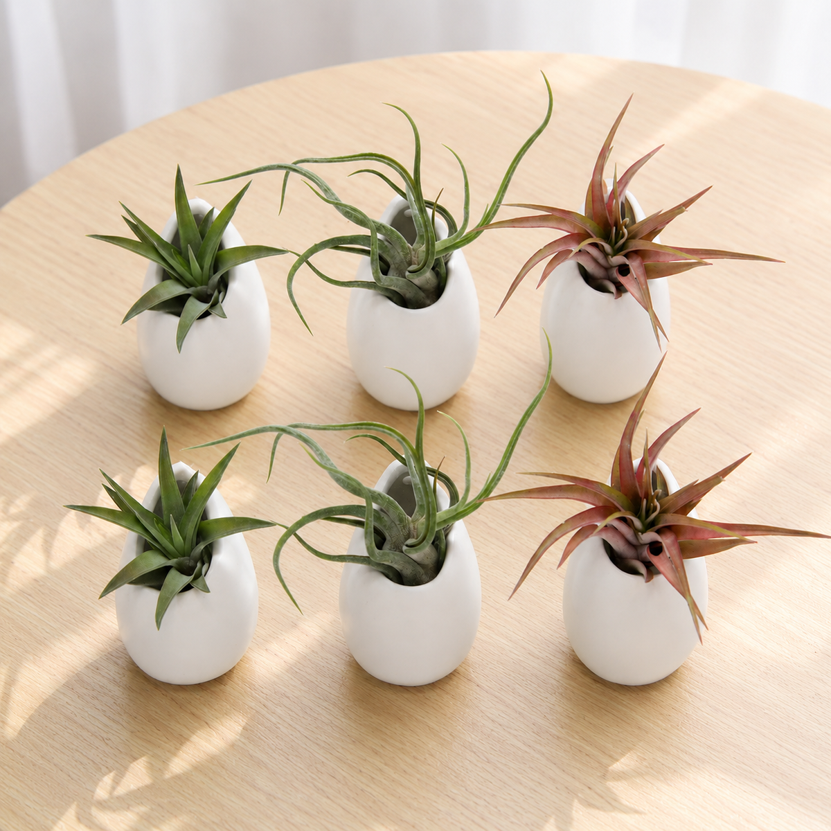 buy Set of 6 Tillandsia Red Abdita, Velutina and Caput Medusae Air Plants with Small Ivory Ceramic Vases live air plant online, vivid green to red color shift, velvety and twisted leaf textures, compact rosette and sculptural growth forms, easy care no soil needed, bohemian desk or shelf display, thoughtful nature lover gift set