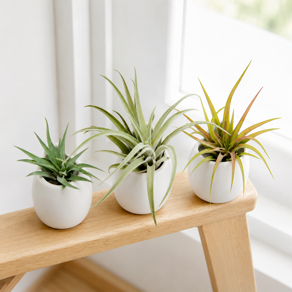 buy Sets of 3 or 6 Tillandsia Velutina, Harrisii &amp; Abdita Air Plants with Small Ivory Ceramic Vases live air plant online, silvery green and vivid red blushing rosette leaves, soft velvety trichome-covered texture, compact upright rosette growth form, easy care and beginner friendly, elegant bohemian desk or shelf display, makes a thoughtful living gift set
