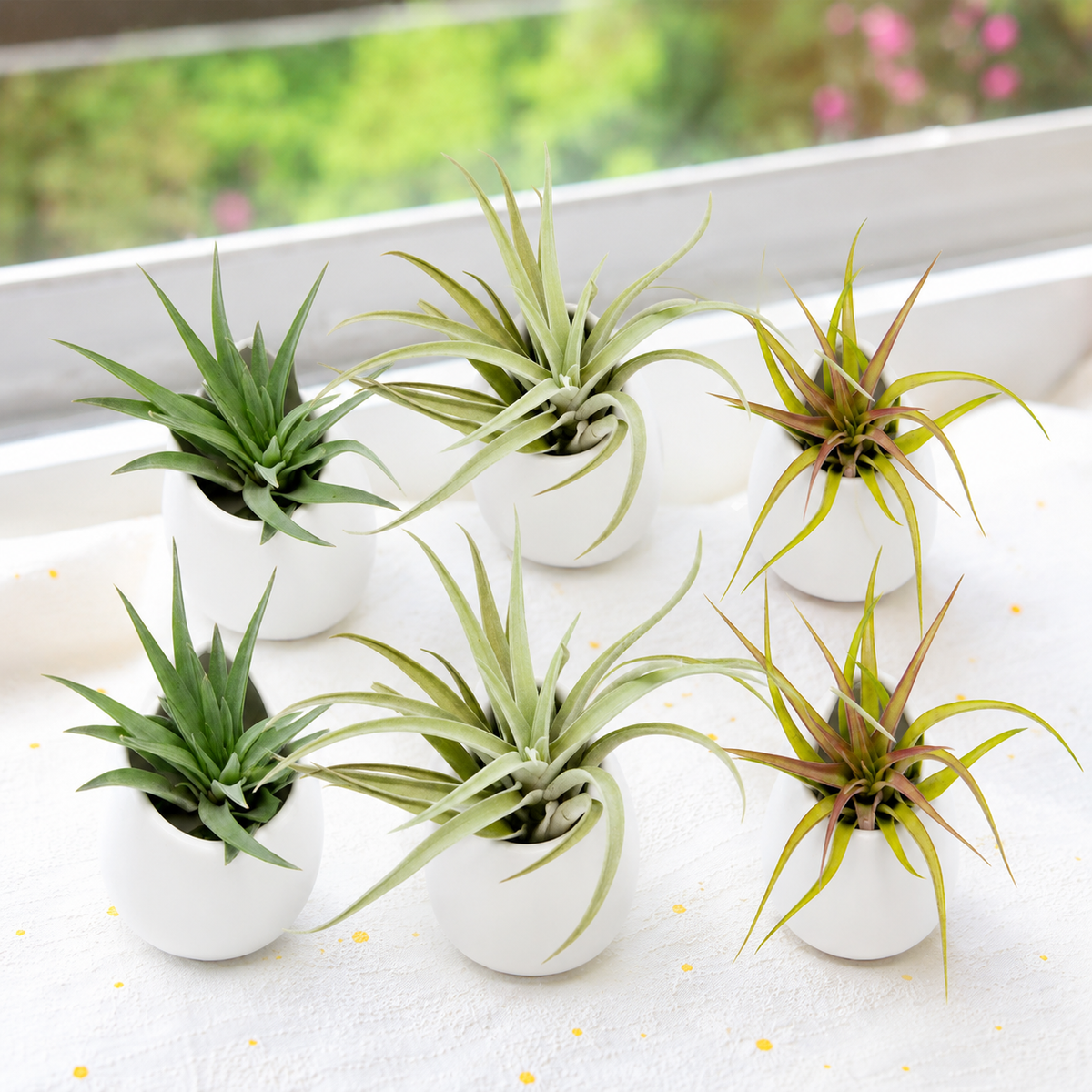 buy Sets of 6 Tillandsia Velutina, Harrisii &amp; Abdita Air Plants with Small Ivory Ceramic Vases live air plant online, silvery green and vivid red blushing rosette leaves, soft velvety trichome-covered texture, compact upright rosette growth form, easy care and beginner friendly, elegant bohemian desk or shelf display, makes a thoughtful living gift set