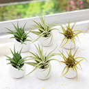 buy Sets of 6 Tillandsia Velutina, Harrisii &amp; Abdita Air Plants with Small Ivory Ceramic Vases live air plant online, silvery green and vivid red blushing rosette leaves, soft velvety trichome-covered texture, compact upright rosette growth form, easy care and beginner friendly, elegant bohemian desk or shelf display, makes a thoughtful living gift set