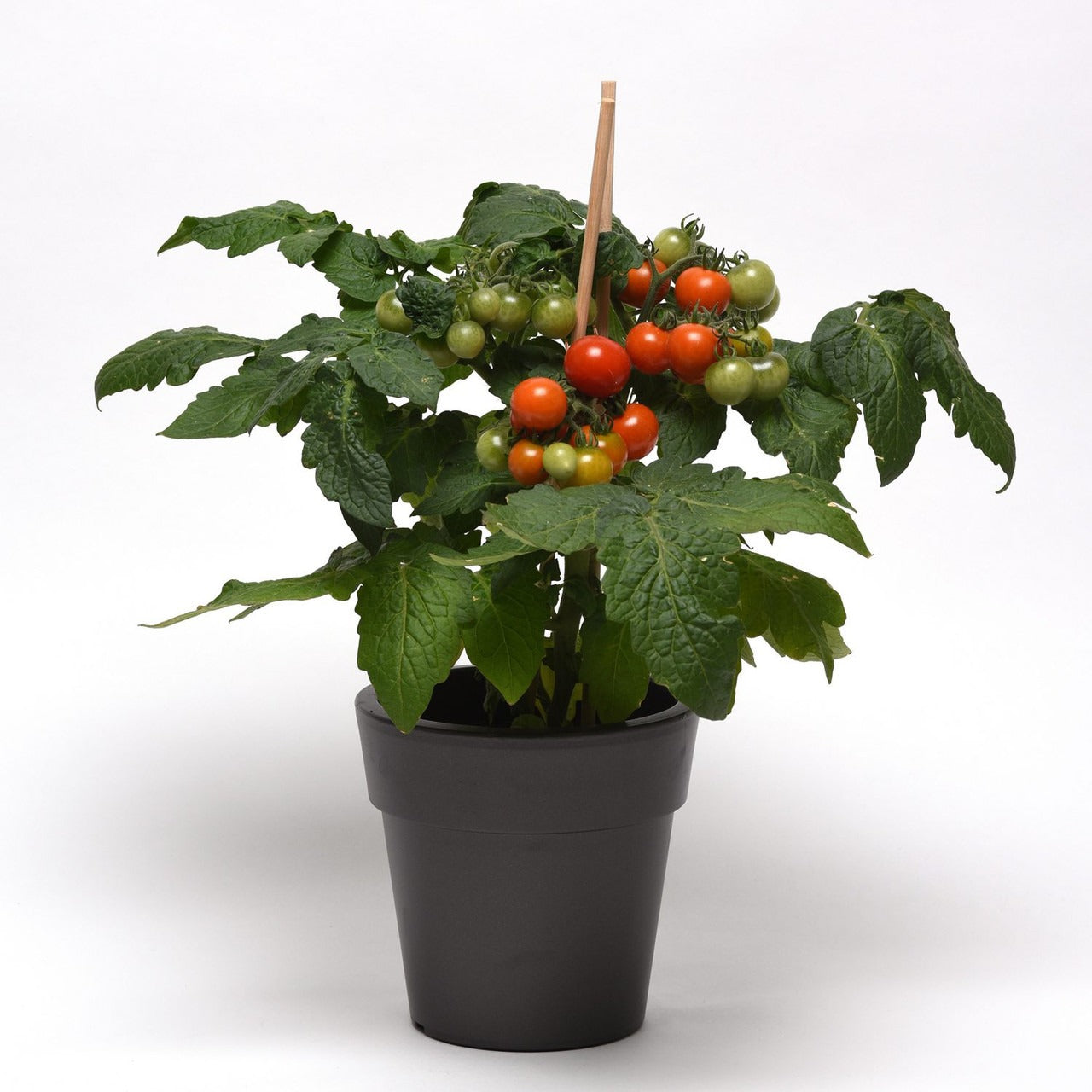 Siam Tomato in 6 inch grower pot, siam tomato plants, where to buy tomato plants online, tomato plants for sale near me