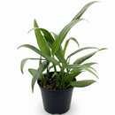 Silver Streak Pothos Sleek Metallic Foliage 6-Inch Potted Plant, Long-Leaf Trailing Tropical Houseplant for hanging basket