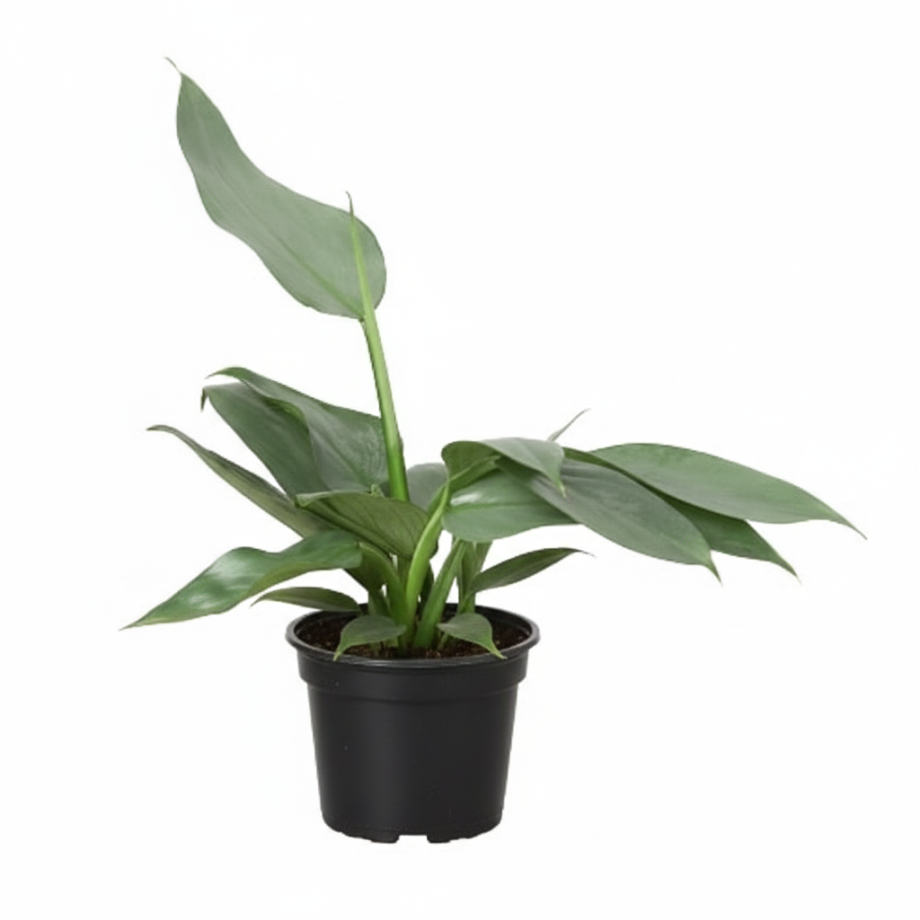 metallic leaves on philodendron Philodendron 'Silver Sword'