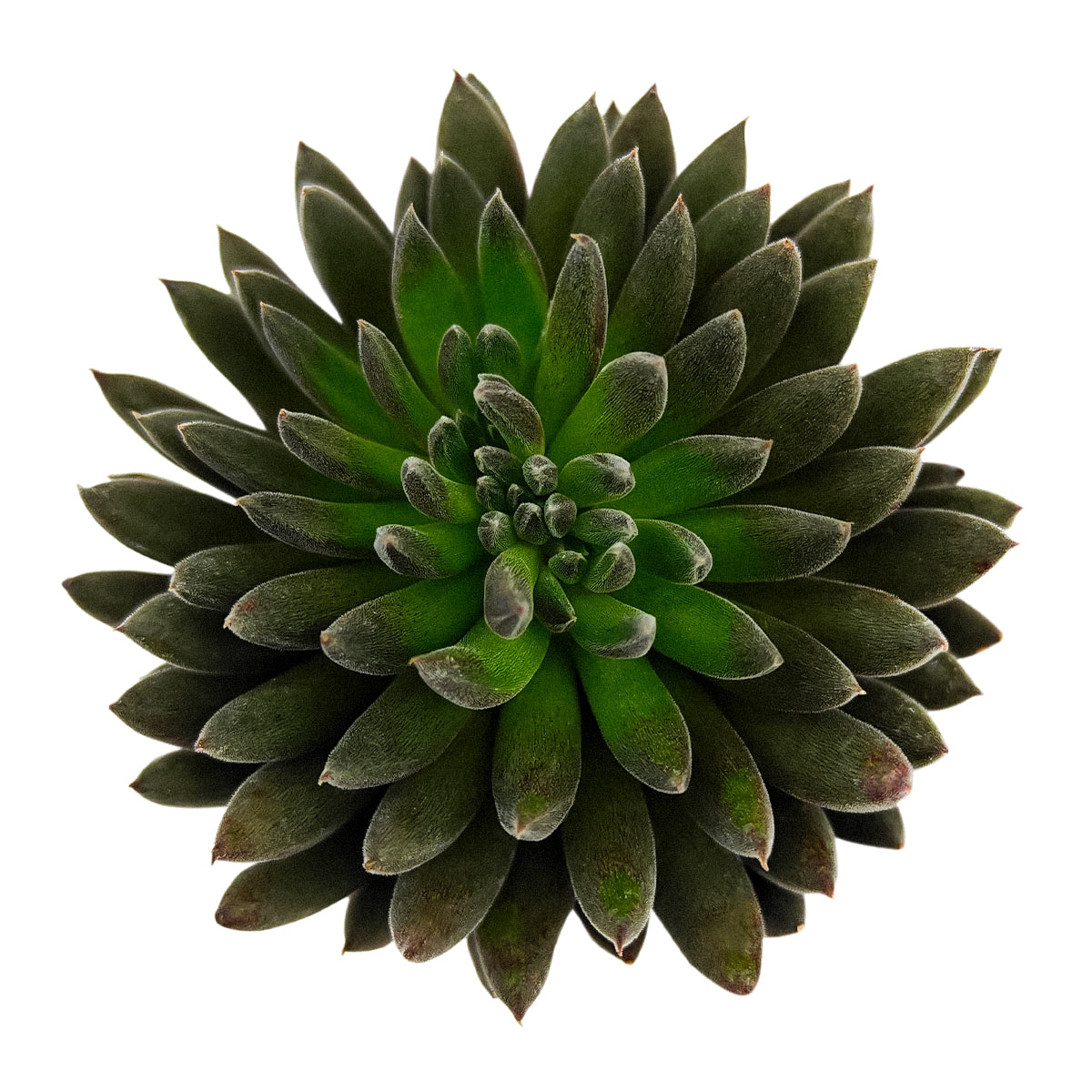 2 inch Napoli Noire, green succulents, indoor succulents, succulent care guide, buy succulents online