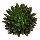 2 inch Napoli Noire, green succulents, indoor succulents, succulent care guide, buy succulents online