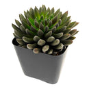 2 inch Napoli Noire, green succulents, indoor succulents, succulent care guide, buy succulents online