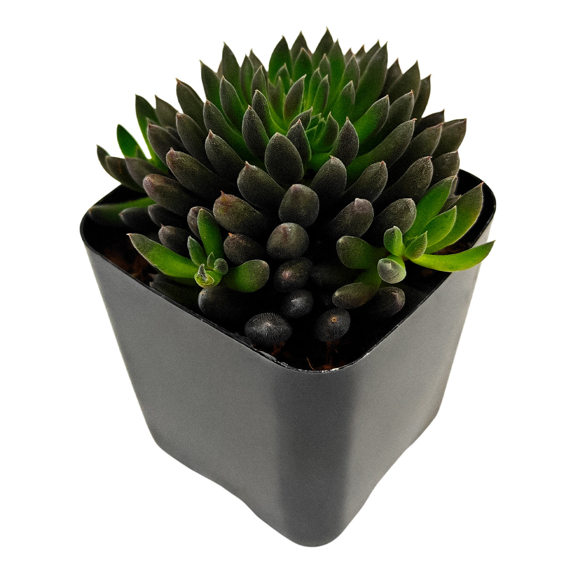 2 inch Napoli Noire, green succulents, indoor succulents, succulent care guide, buy succulents online