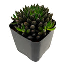 2 inch Napoli Noire, green succulents, indoor succulents, succulent care guide, buy succulents online