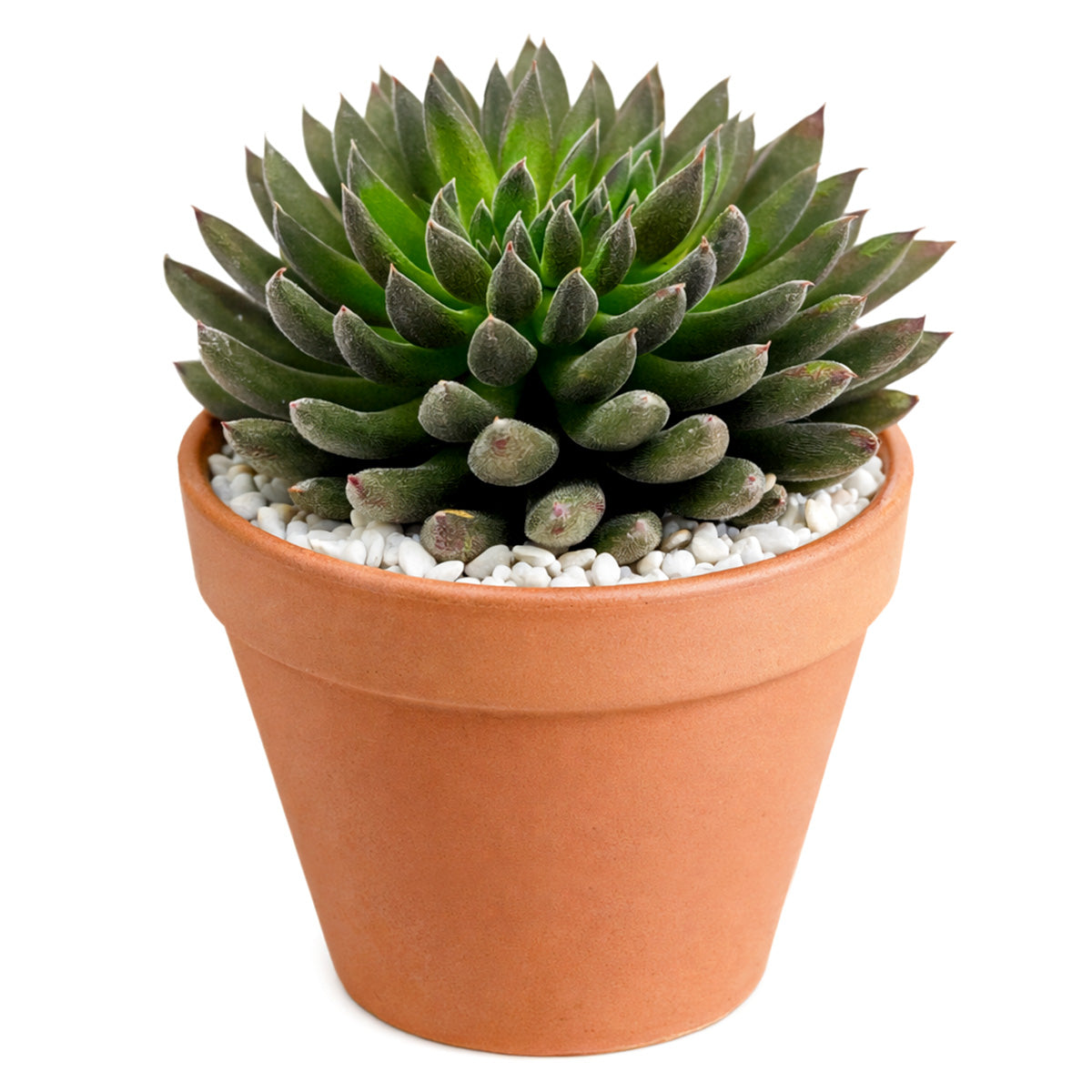 2 inch Napoli Noire, green succulents, indoor succulents, succulent care guide, buy succulents online