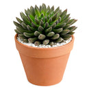 2 inch Napoli Noire, green succulents, indoor succulents, succulent care guide, buy succulents online