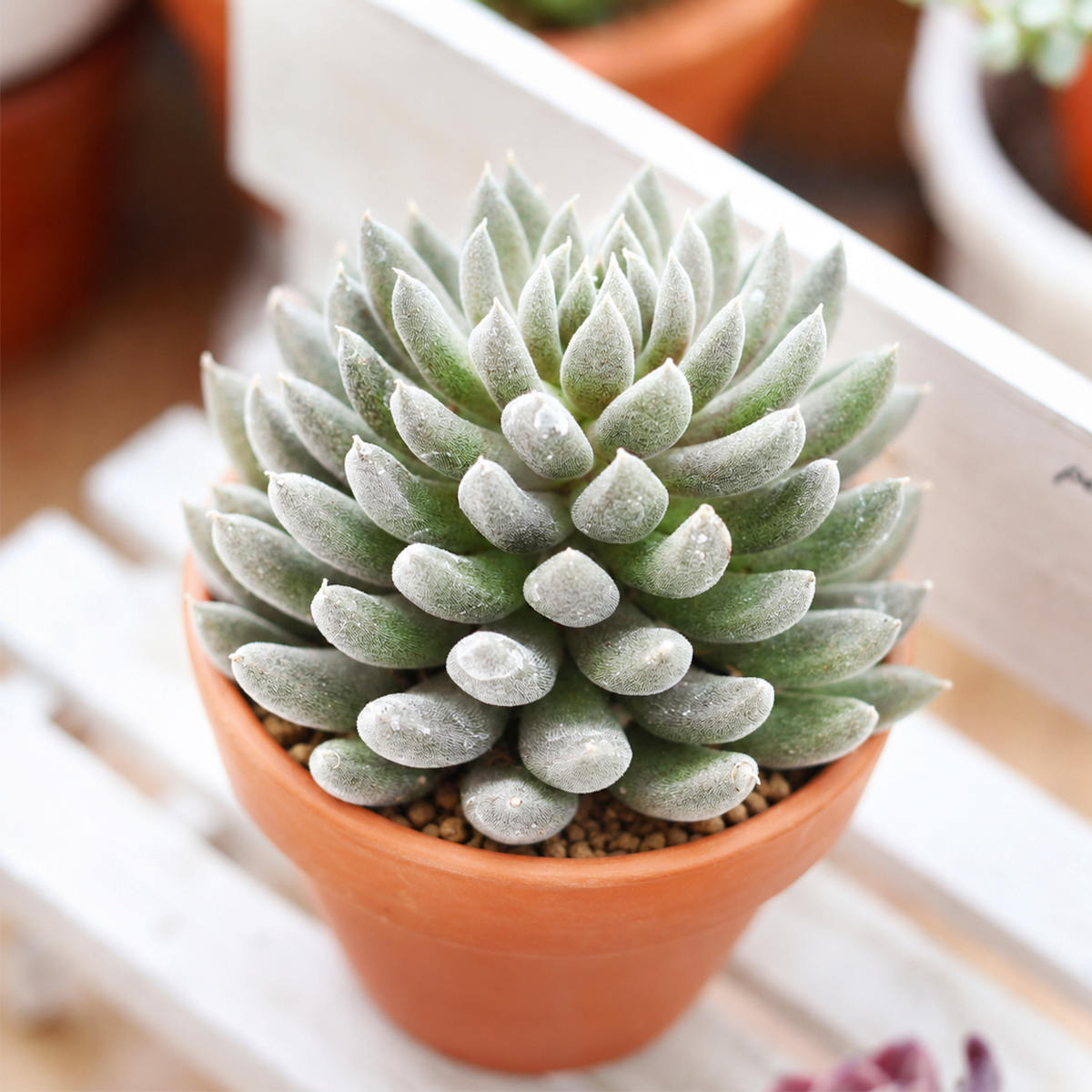 2 inch Sinocrassula yunnanensis f. cristata for sale, unusual fan shaped succulent growth, monstrose succulent collector plant, exotic crested succulent specimen, ornamental succulent for indoor and outdoor gardens, drought tolerant succulent plant, low maintenance succulent houseplant