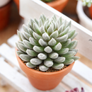 Sinocrassula yunnanensis f. cristata crested succulent plant with dense, dark purple-black needle-like leaves forming a unique fan-shaped crest in a clay pot