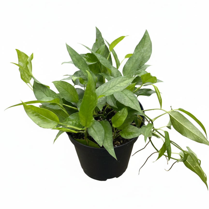 Buy Skeleton Key Pothos, Dragon Tail Plant live plant, Unique Climbing Houseplant &amp; Decor, Rare Pothos varieties