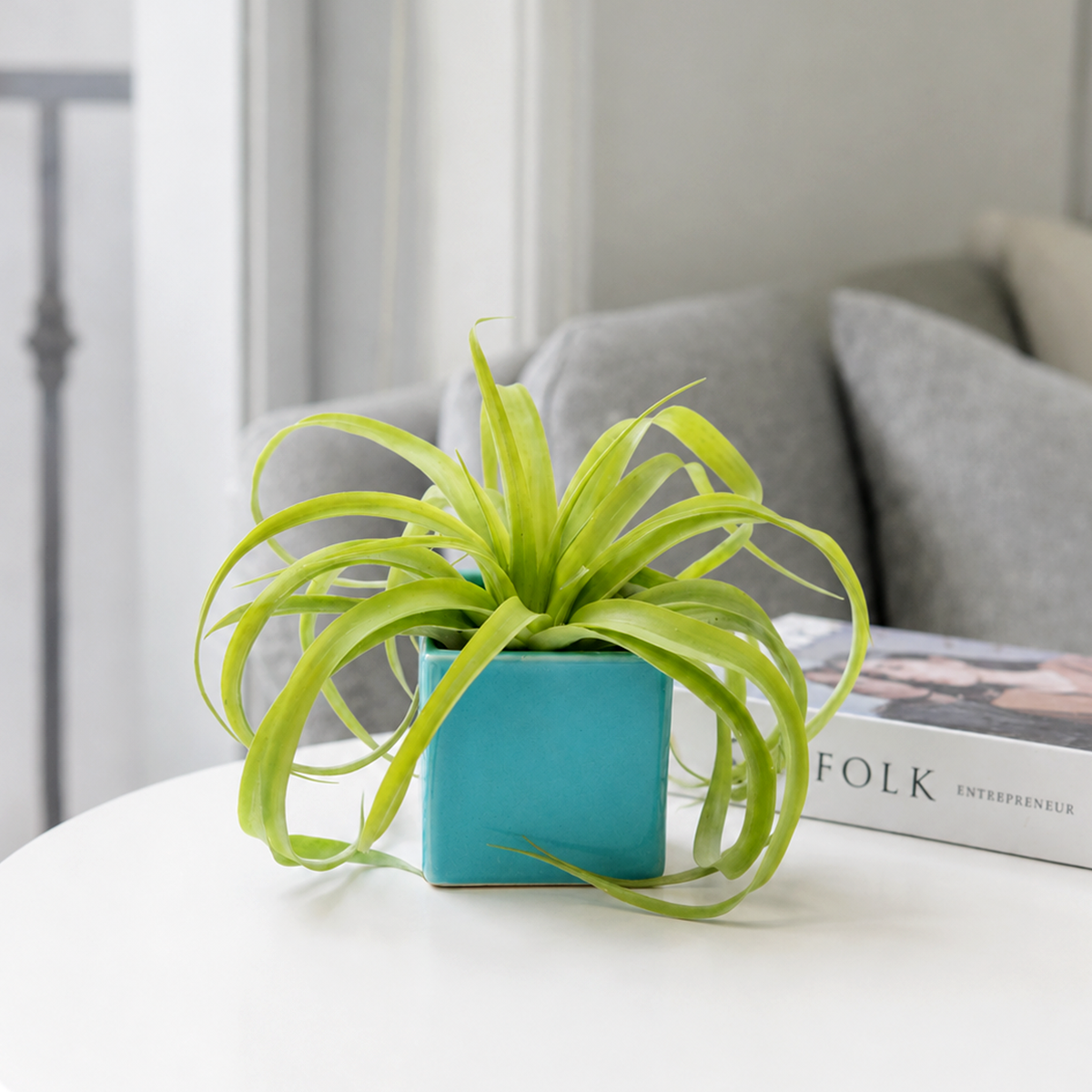 buy assorted large tillandsia air plant with sky blue ceramic cube container live air plant online, curvy silvery-green leaves, trichome-textured foliage, compact rosette form, easy care soilless plant, modern desk or shelf accent, thoughtful housewarming or office gift