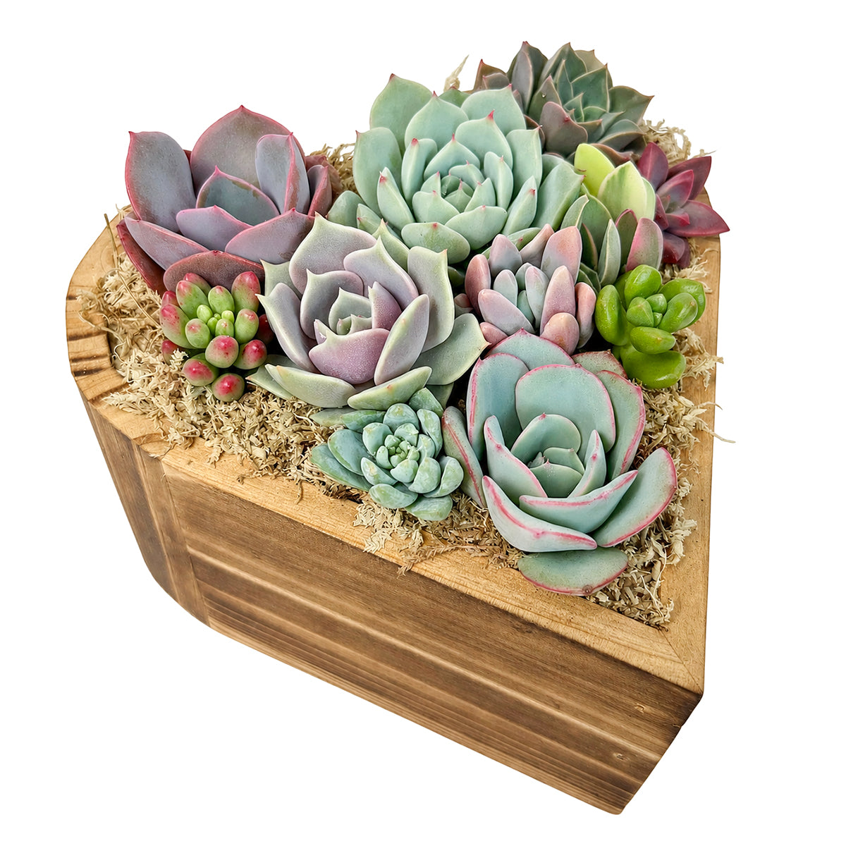 Buy Small 6.1" Succulent Heart Arrangement online. Featuring a variety of succulents arranged in a heart shape for a unique botanical gift.