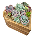 Buy Small 6.1" Succulent Heart Arrangement online. This decorative succulent centerpiece brings a touch of greenery to homes, offices, and special celebrations.