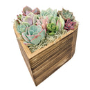 Buy Small 6.1" Succulent Heart Arrangement online. This decorative succulent centerpiece brings a touch of greenery to homes, offices, and special celebrations.