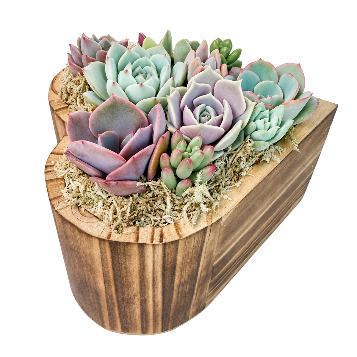 Buy Small 6.1" Succulent Heart Arrangement online. This decorative succulent centerpiece brings a touch of greenery to homes, offices, and special celebrations.